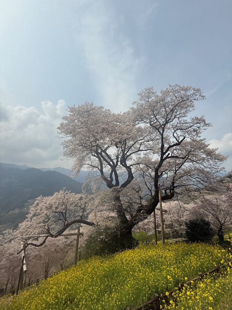 Hyotan cherry tree growing on a mountain slope