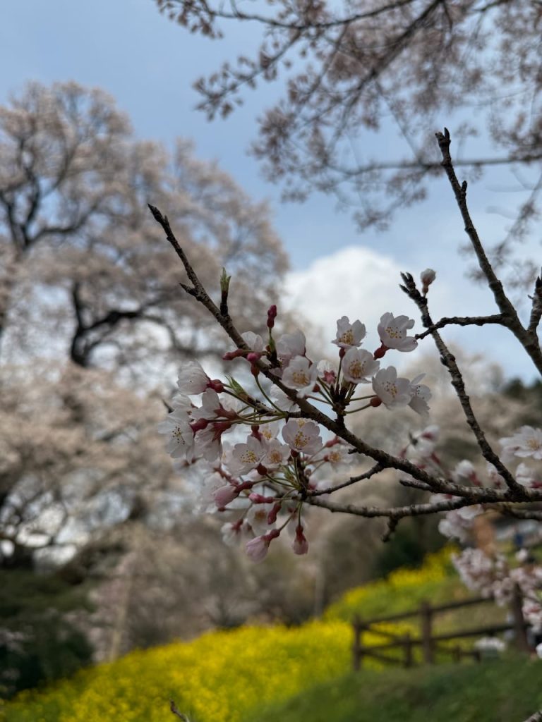Close-up of Hyotan cherry blossoms showing distinctive shape