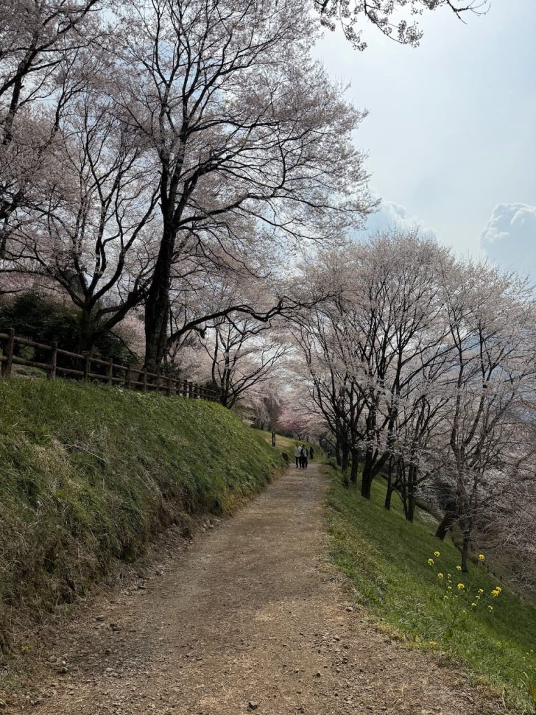 Scenic cherry blossom-lined path