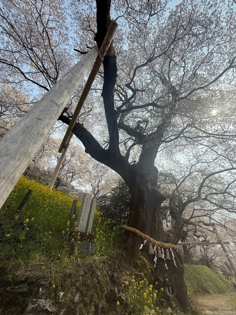 Tall Hyotan cherry tree viewed from below