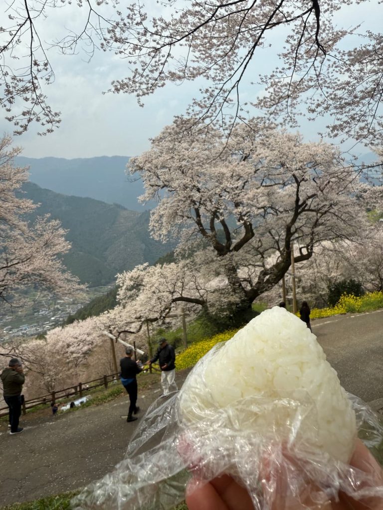 Rice balls enjoyed under cherry blossoms