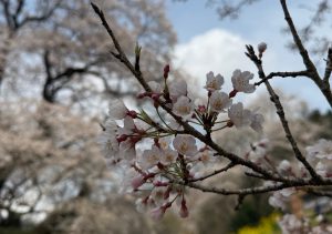cherry blossom flower called Hyotan Sakura